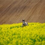 Obecne strategia widoczności w kontekście transformacji następujących w wyszukiwarce Google i kanałach społecznościowych